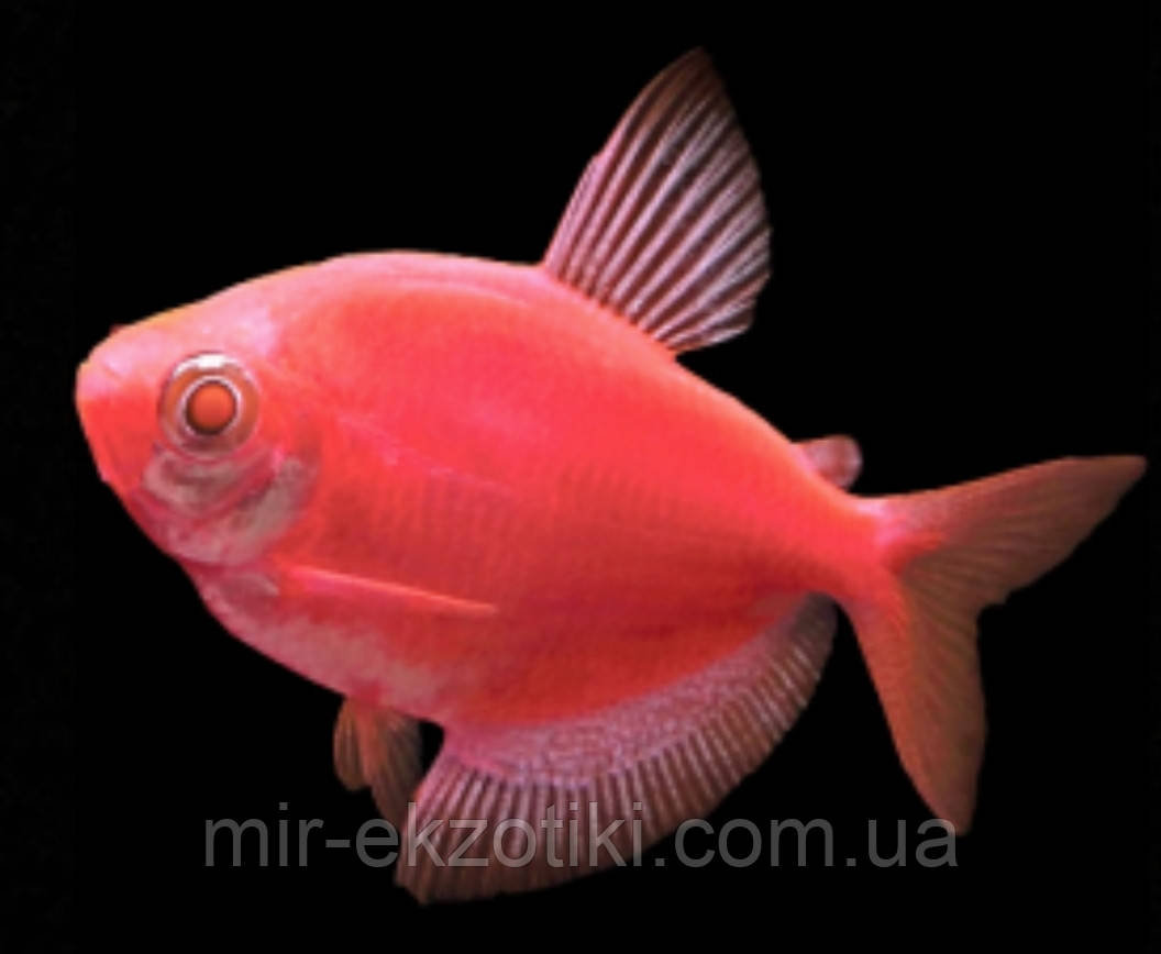 Тернеція глошиш GloFish червона червона (Gymnocorymbus ternetzi) 2-3 см