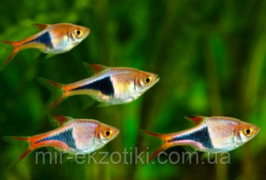 Розбір клинопчастий, розбір гетероморфа (Rasbora heteromorpha, Trigonostigma heteromorpha) 1-1,5 см