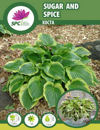 Хоста Sugar and Spice, фото 2