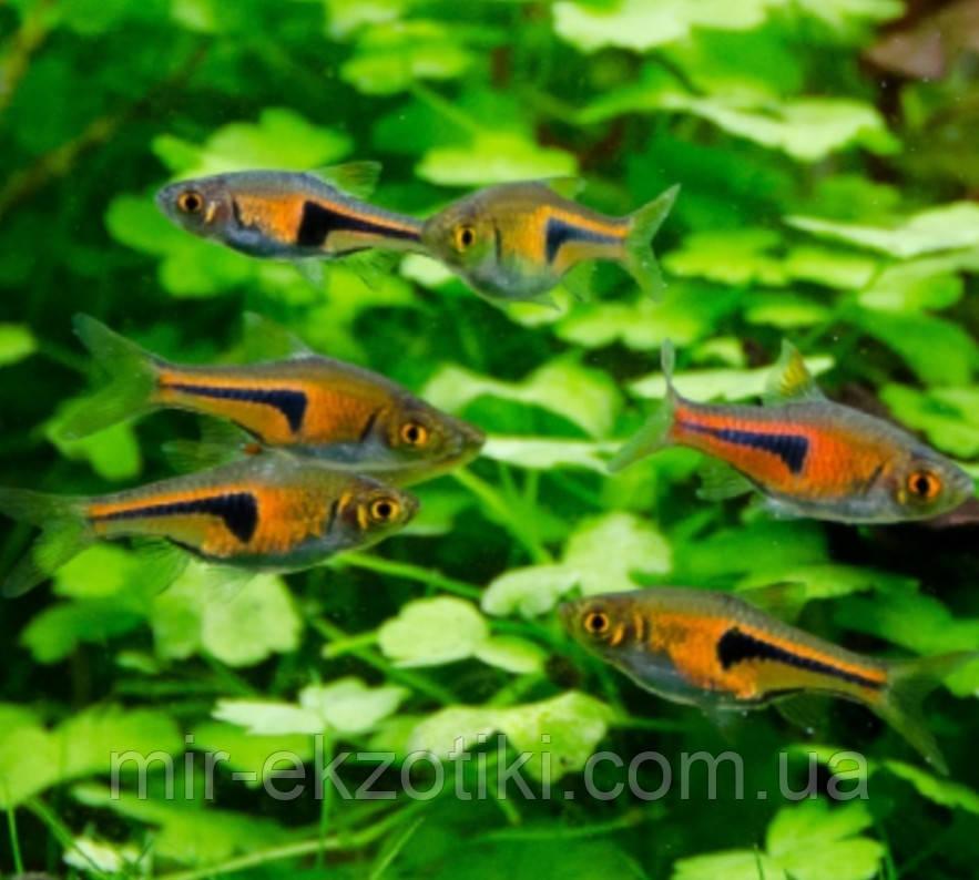 Розбору еспей (Trigonostigma espei, Rasbora espei)