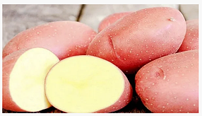 Запобігання Весна 2021 - З'єднаній картопля Рокко 1 репродукція 2,5 кг