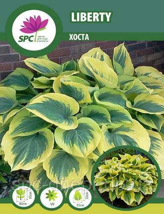 Хоста Liberty, фото 1