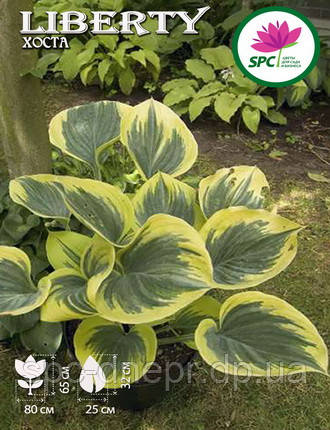 Хоста Liberty, фото 2