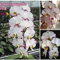 Подросток орхидеи Phalaenopsis Black Lighting Flash 2.5 УЦЕНКА