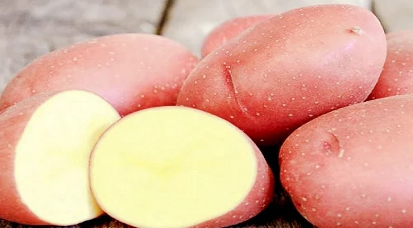 Запобігання Весна 2021 - З'єднаній картопля Рокко 1 репродукція 2,5 кг, фото 2