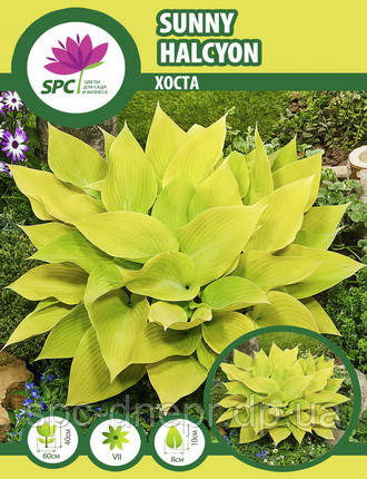 Хоста Sunny Halcyon, фото 1