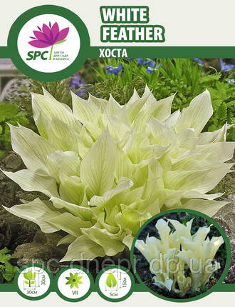 Хоста White Feather
