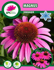 Ехінацея Magnus
