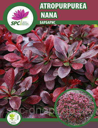 Барбарис Atropurpurea Nana, фото 1
