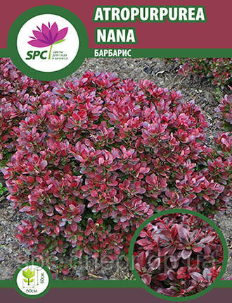 Барбарис Atropurpurea Nana, фото 3
