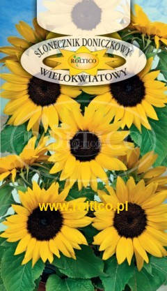 Насіння Соняшник низькорослий Кімнатний багатоквітковий 1г ROLTICO, фото 1