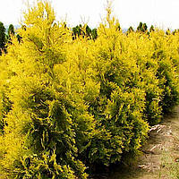 Саженцы Туи западной Саланд (Thuja occidentalis Salland)