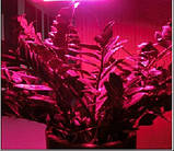 Фітолампа із широким червоно-синім спектром — 10 LED/220 В., фото 3