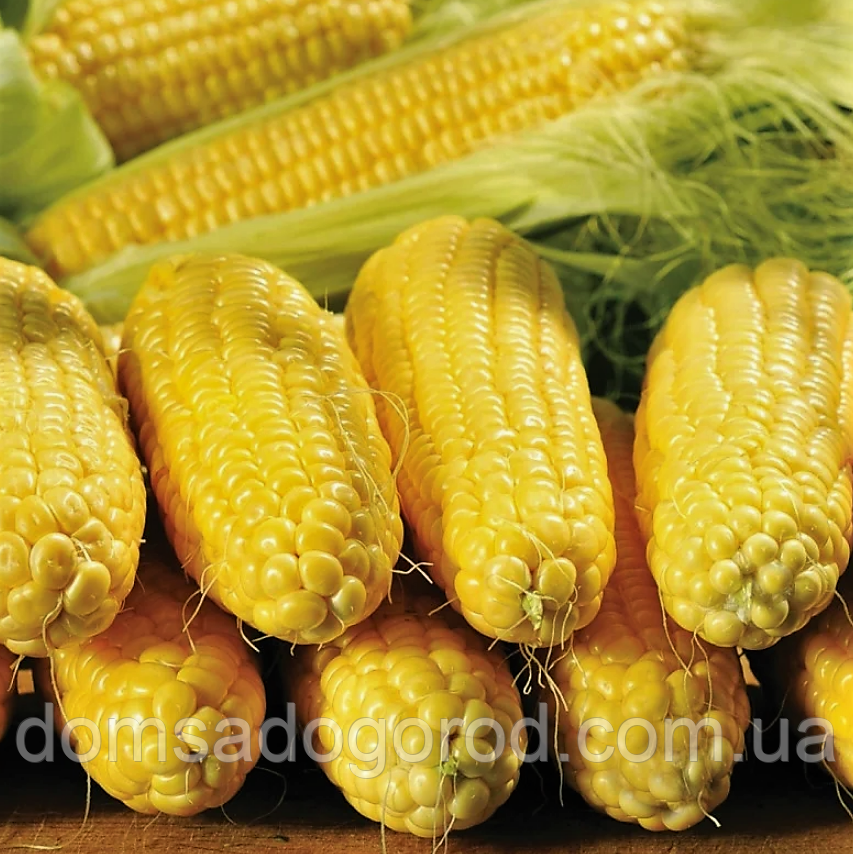 Кукурудза СПІРІТ F1 Syngenta 1 г