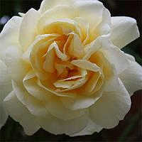 Саджанець Троянда Вайт Леді (White Lady)