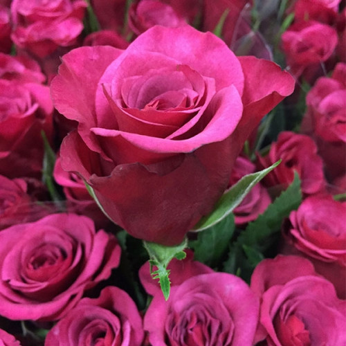 Саджанець Троянди чайно-гібридна Аква (Aqua), фото 1