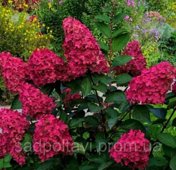 Внешний вид и характеристики