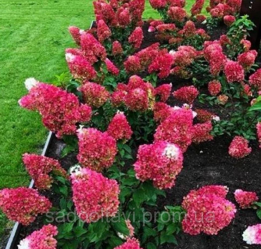 Заключення