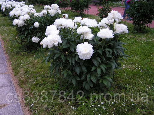 Півонія Amalia Olson Амалия Олсон, цена 350 грн — Prom.ua (ID#1320127753)