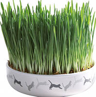 Керамічна миска для вирощування трави + насіння трави