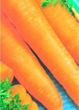 Насіння моркви Ланге роте Штумпфе (імп.), фото 2