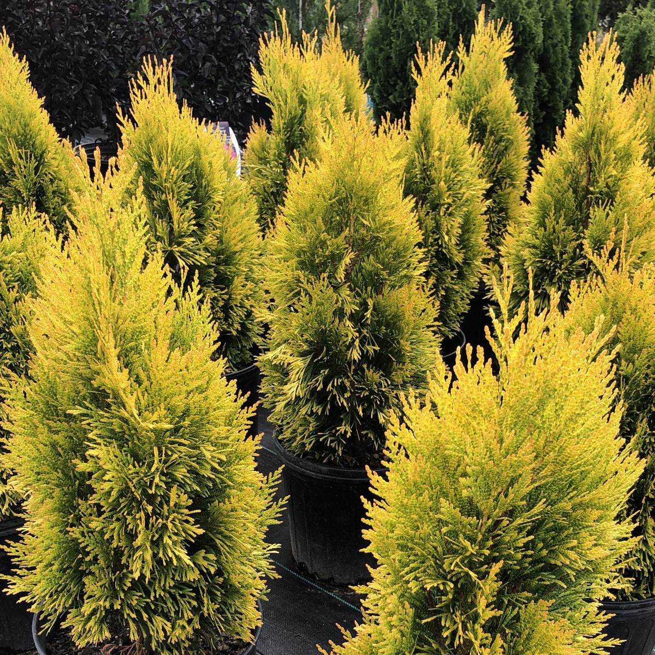 Саджанці Туї складчастої Форевер Голді (Thuja plicata Forever Goldу)