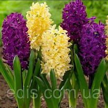 Набір цибулин квітів Banana Plum, 2 цибулини гіацинтів