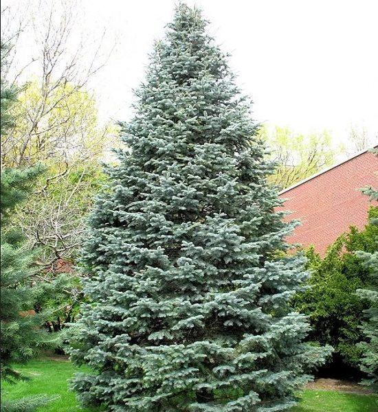 Саджанці Ялиці одноколірної Глаука (Abies concolor Glauca)
