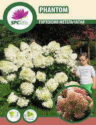 Гортензія волотиста Phantom