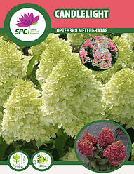 Гортензія волотиста Candleligh