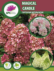 Гортензія волотиста Magical Candle