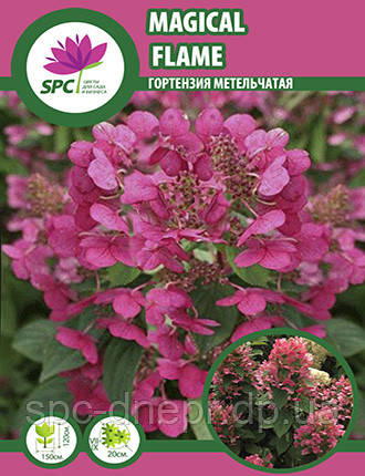 Гортензія волотиста Magical Flame