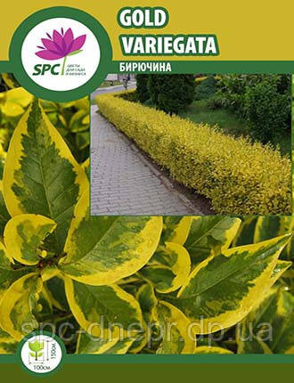 Бирючина Gold Variegata