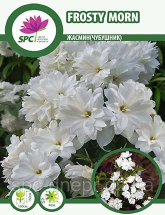 Жасмін Viriginal, фото 1