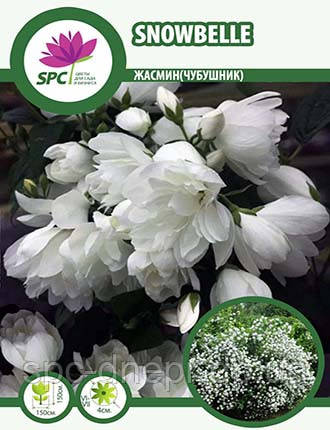 Жасмін Viriginal