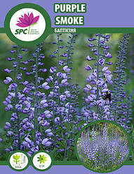 Баптизія Purple Smoke