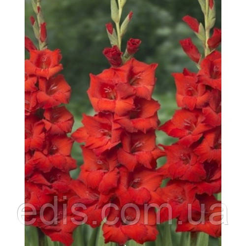 Гладіолус бамбіно Red King (Ред Кін) 10/12 2 квітконоса, 3 шт./уп.