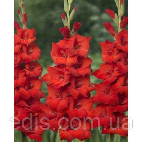 Гладіолус бамбіно Red King (Ред Кін) 10/12 2 квітконоса, 3 шт./уп., фото 1