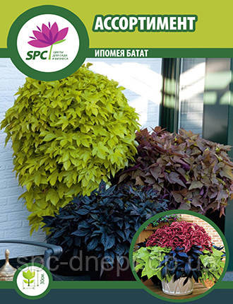 Ипомея Батат