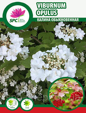 Калина звичайна, фото 1