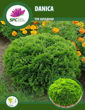 Туя західна Smaragd Gold, фото 3