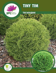 Туя західна Tiny Tim
