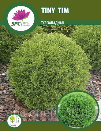 Туя західна Tiny Tim, фото 1