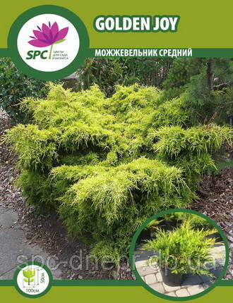Ялівець середній Gold Coast, фото 1