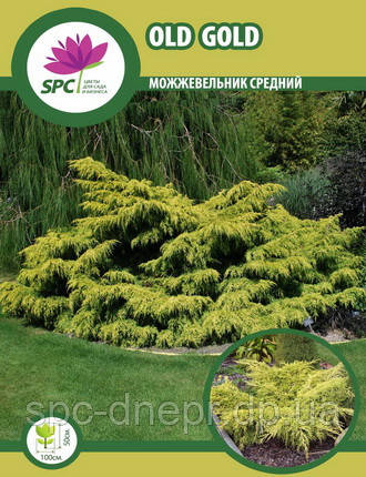 Ялівець середній Old Gold, фото 1