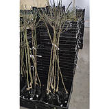 Троянда Августа Луїза (Augusta Luise) штамб Tantau, фото 5