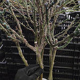 Троянда Августа Луїза (Augusta Luise) штамб Tantau, фото 4