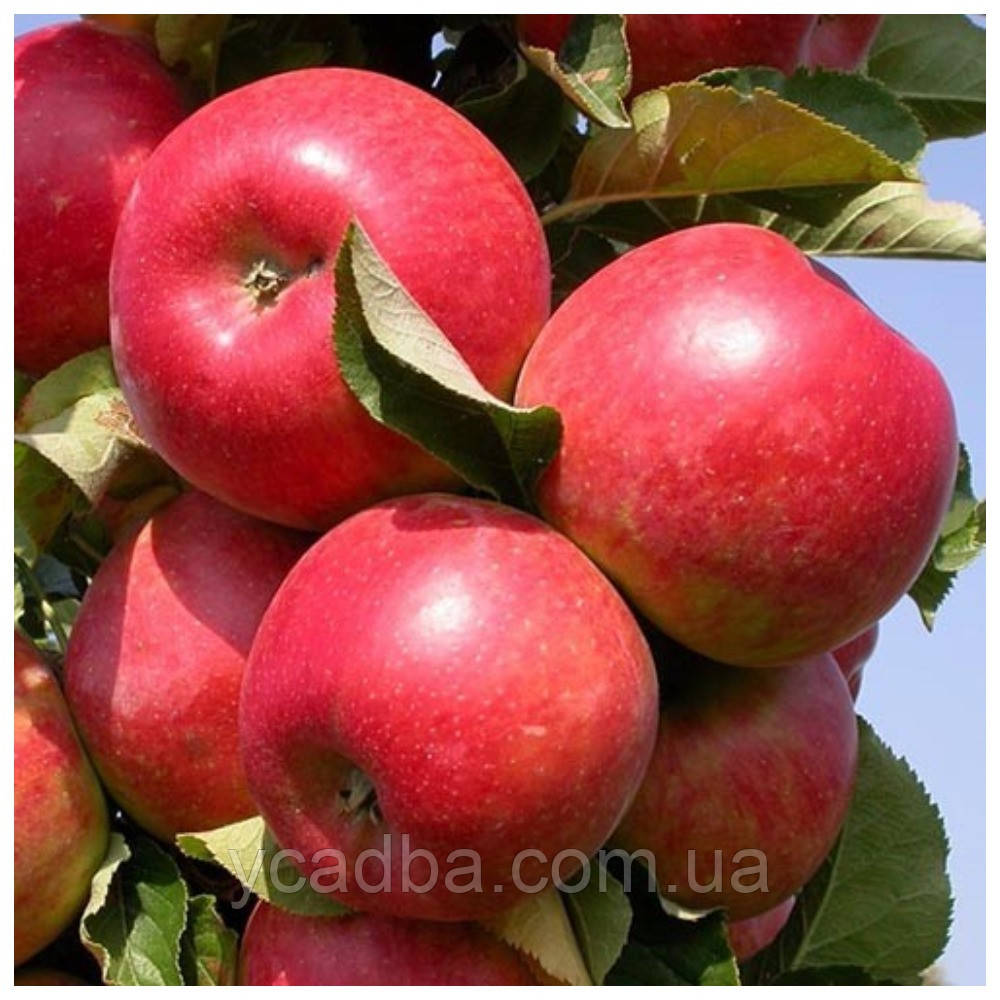 Яблуня Віста Белла (літня), фото 1