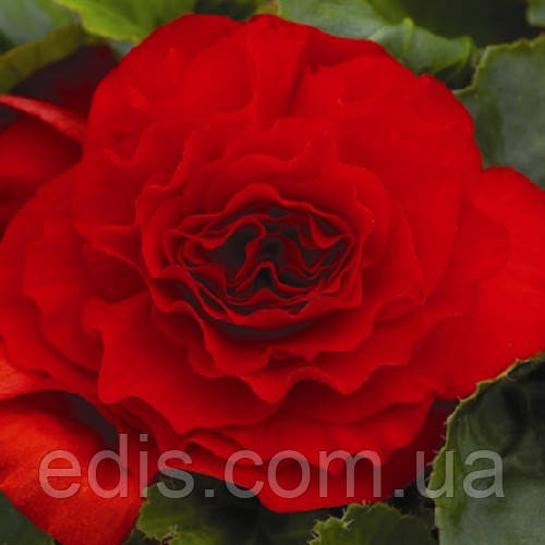 Бегонія бульбова махрова Темно Червона, 1 бульба