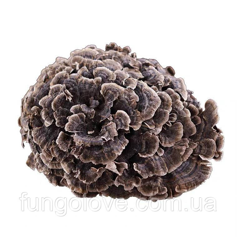 Сушена Грифола кучерява, Мейтаке (лат. Grifola frondosa), 100 гр, фото 1